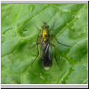 Poecilobothrus nobilitatus - Langbeinfliege m01.jpg